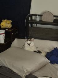 Reunited Female Dog last seen NorthCross Dr. near outback, Huntersville, NC 28078