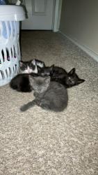 Lost Male Cat last seen Family dollar, Webster, TX 77598