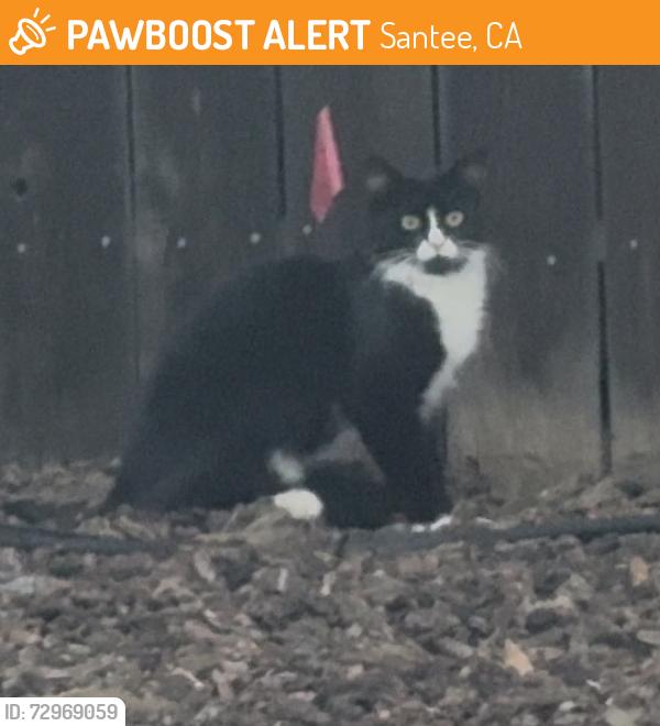 Found/Stray Unknown Cat last seen De Vos, Santee, CA 92071