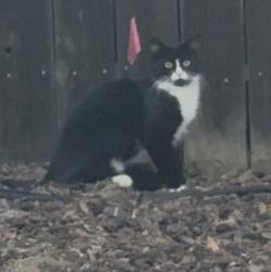 Found/Stray Unknown Cat last seen De Vos, Santee, CA 92071