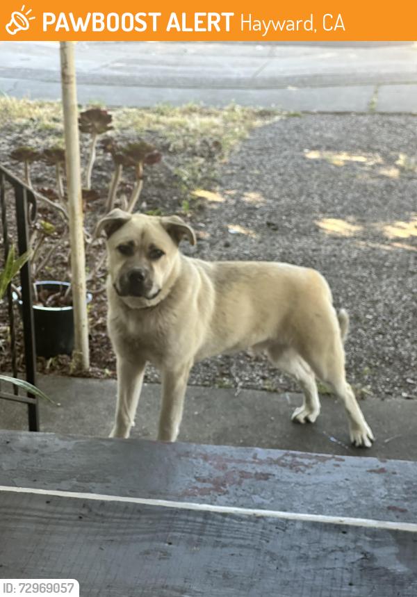 Found/Stray Male Dog last seen Sycamore Ave. Hayward Ca, Hayward, CA 94544