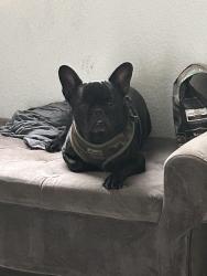 Reunited Male Dog last seen Broadway and G streets, Chula Vista, CA 91910
