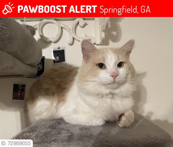 Lost Male Cat last seen Fields, woods, houses, Springfield, GA 31329