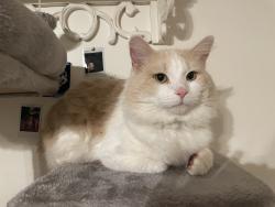 Lost Male Cat last seen Fields, woods, houses, Springfield, GA 31329