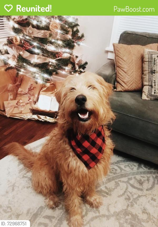 Reunited Male Dog last seen Heading east on 94th right past Irving Street, Westminster, CO 80031