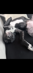 Lost Female Dog last seen Near Austin St, Houston, TX 77004