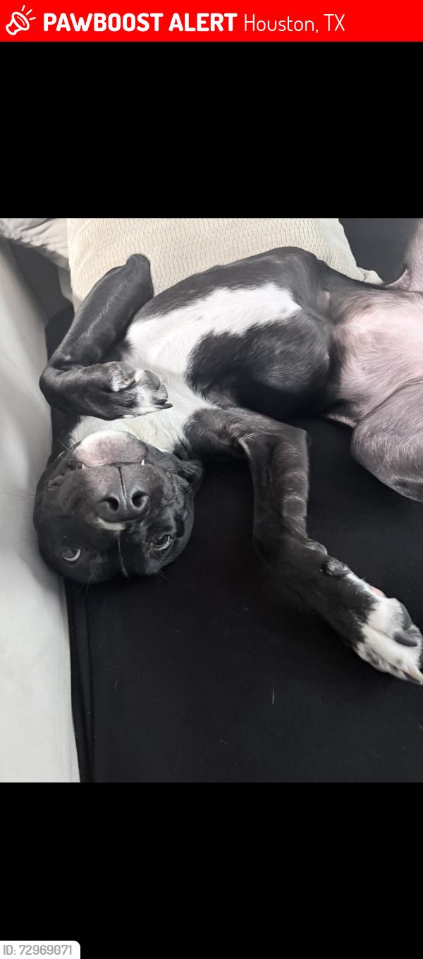 Lost Female Dog last seen Near Austin St, Houston, TX 77004