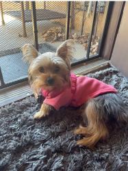 Lost Female Dog last seen Rock Chaple rd, Union Grove Rd, GA 30058