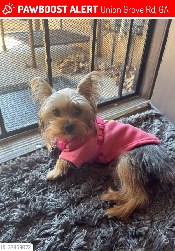 Lost Female Dog last seen Rock Chaple rd, Union Grove Rd, GA 30058