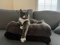 Lost Male Cat last seen Great Bridge blvd, Chesapeake, VA 23320