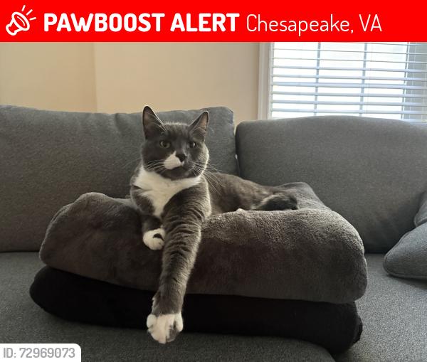 Lost Male Cat last seen Great Bridge blvd, Chesapeake, VA 23320