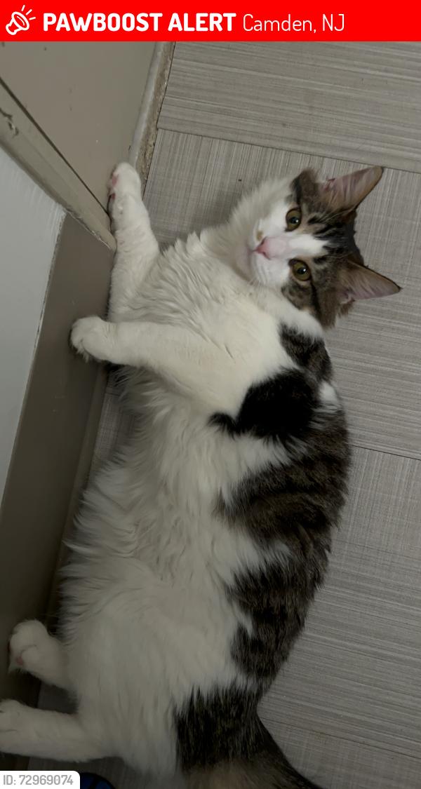 Lost Male Cat last seen Kaighn Ave, Camden, NJ 08103