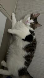 Lost Male Cat last seen Kaighn Ave, Camden, NJ 08103
