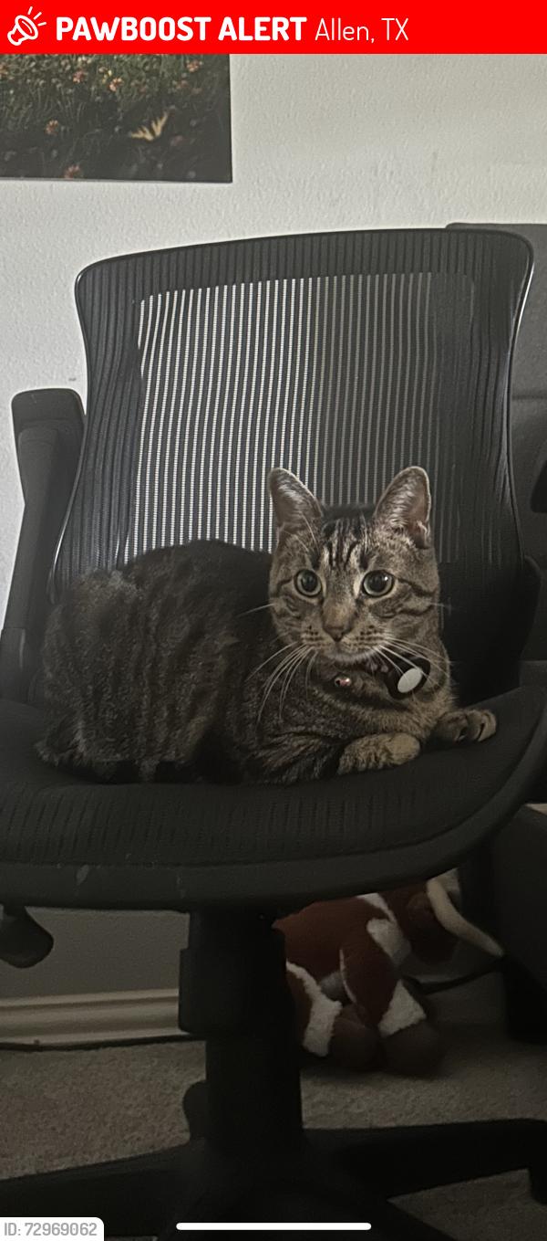 Lost Male Cat last seen W Mcdermott Dr and Brentwood Ct, Allen, TX 75013