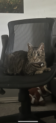 Lost Male Cat last seen W Mcdermott Dr and Brentwood Ct, Allen, TX 75013