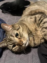 Lost Female Cat last seen 83ave and Peoria at moxi, Peoria, AZ 85345