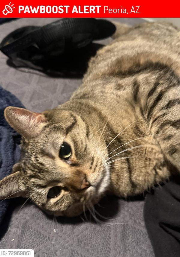 Lost Female Cat last seen 83ave and Peoria at moxi, Peoria, AZ 85345