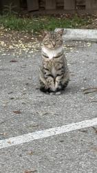 Lost Unknown Cat last seen Near allendale ave saratoga, ca 95014, Saratoga, CA 95070