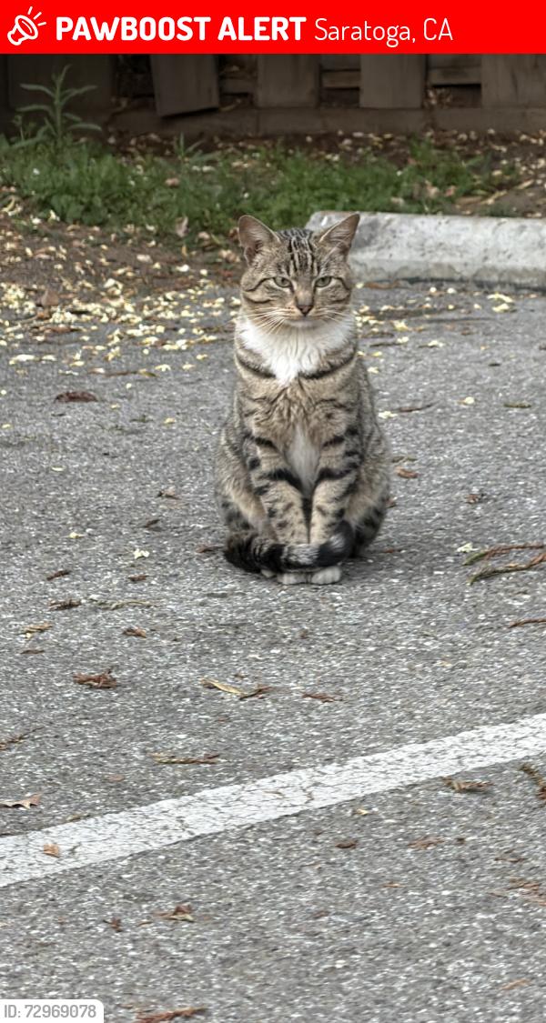 Lost Unknown Cat last seen Near allendale ave saratoga, ca 95014, Saratoga, CA 95070