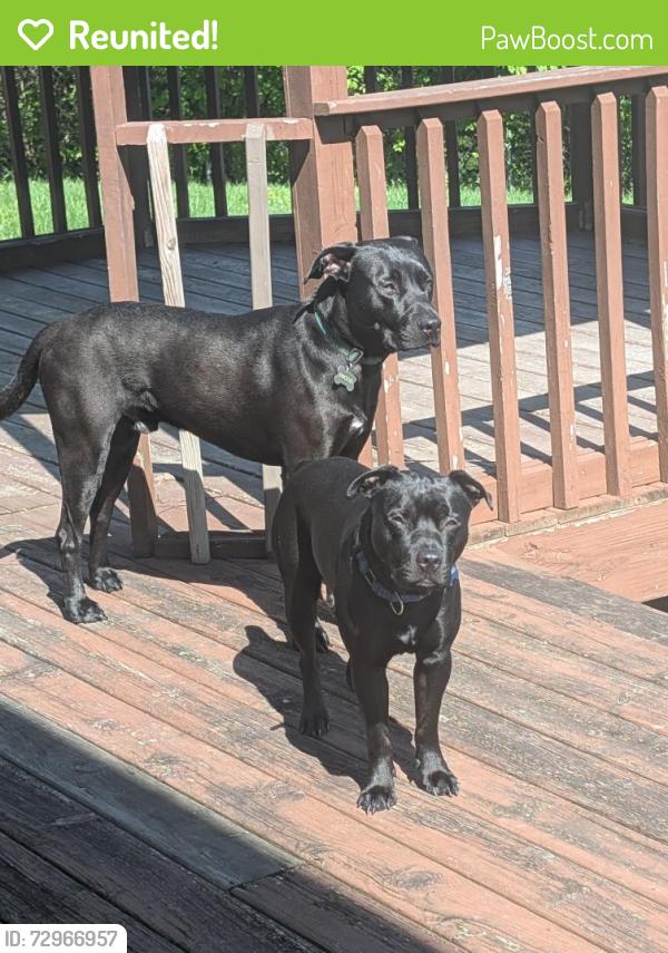 Reunited Male Dog last seen 21st Street and Maradona Dr, Indianapolis, IN 46214