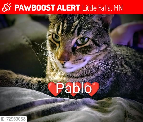 Lost Male Cat last seen Trailer park by Boaters dream in little falls, Little Falls, MN 56345