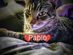 Lost Male Cat last seen Trailer park by Boaters dream in little falls, Little Falls, MN 56345