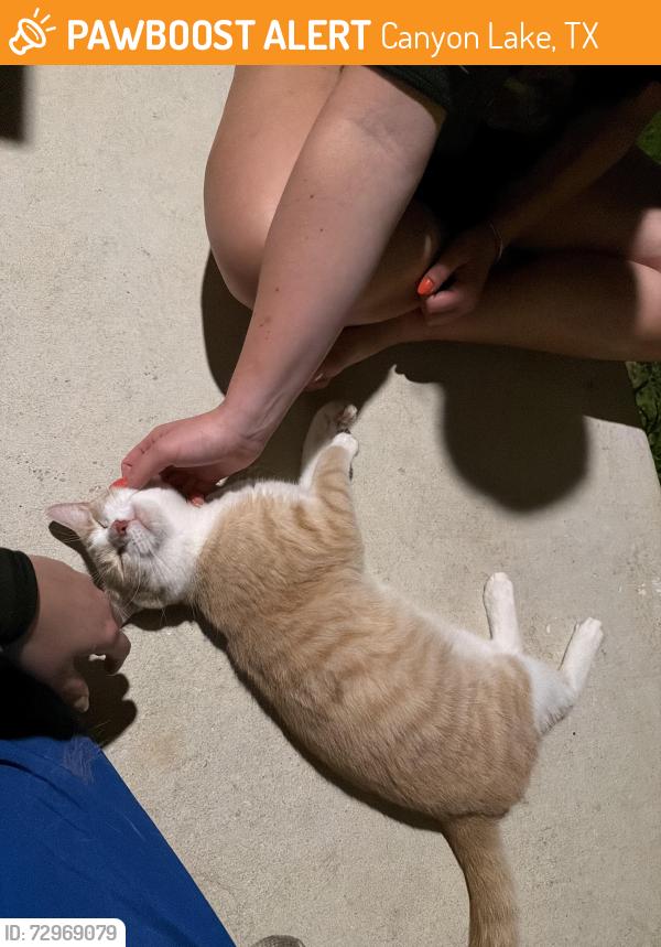 Found/Stray Male Cat last seen Pebble bend & brandy wine , Canyon Lake, TX 78130