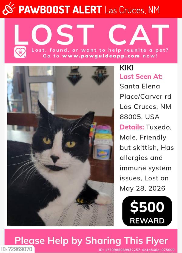 Lost Male Cat last seen Santa elena/main, Las Cruces, NM 88005