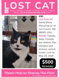 Lost Male Cat last seen Santa Elena/Sanctuary Ave, Las Cruces, NM 88005