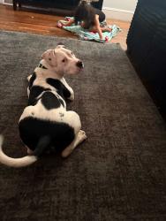 Lost Male Dog last seen Near Hanes Mall Rd Winston Salem , Winston-Salem, NC 27105