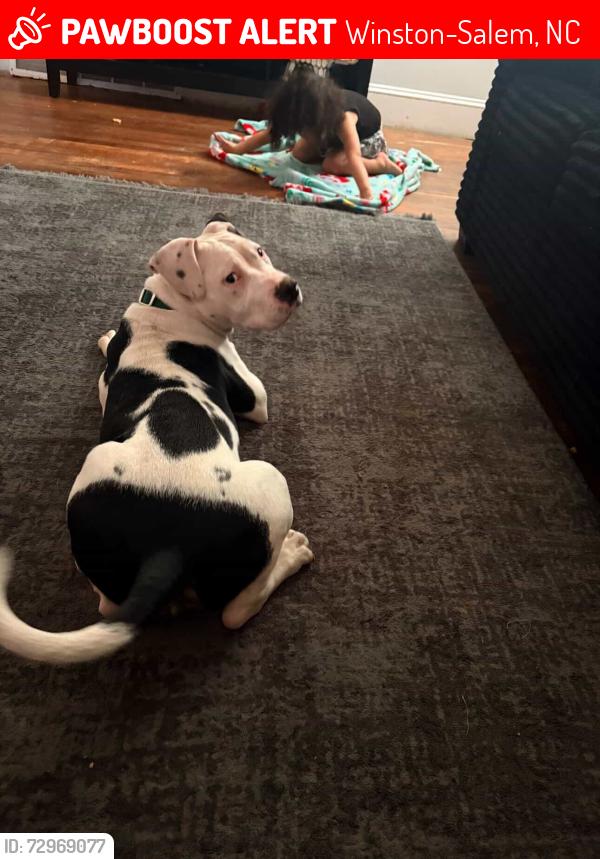 Lost Male Dog last seen Near Hanes Mall Rd Winston Salem , Winston-Salem, NC 27105