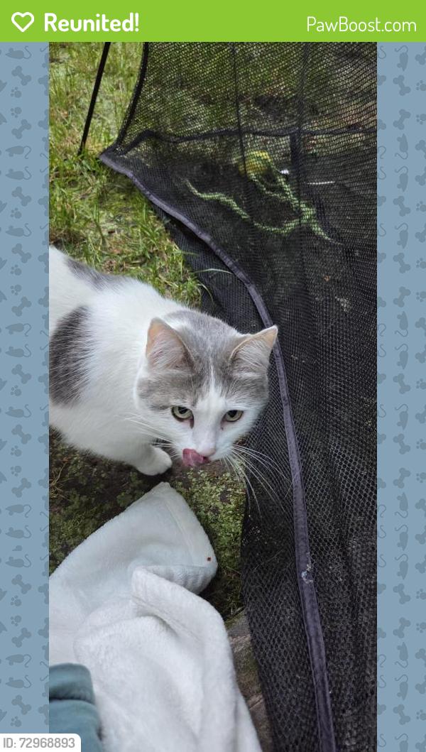 Reunited Female Cat last seen Taylor's ferry and sw multnomah , Portland, OR 97219