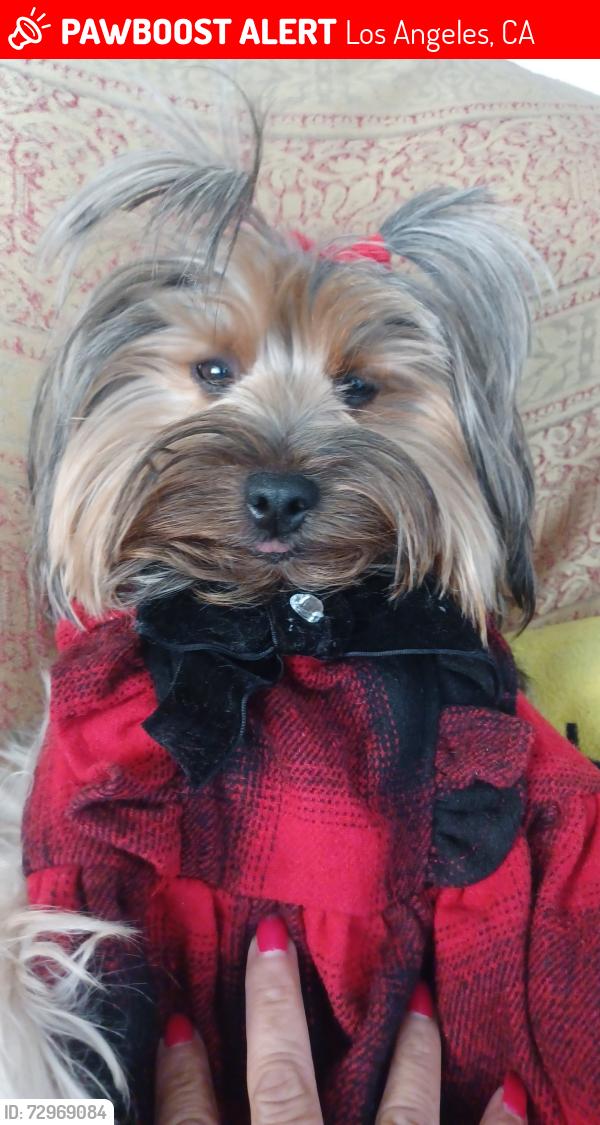 Lost Female Dog last seen Mott and Cesar Chavez , Los Angeles, CA 90033