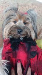 Lost Female Dog last seen Mott and Cesar Chavez , Los Angeles, CA 90033
