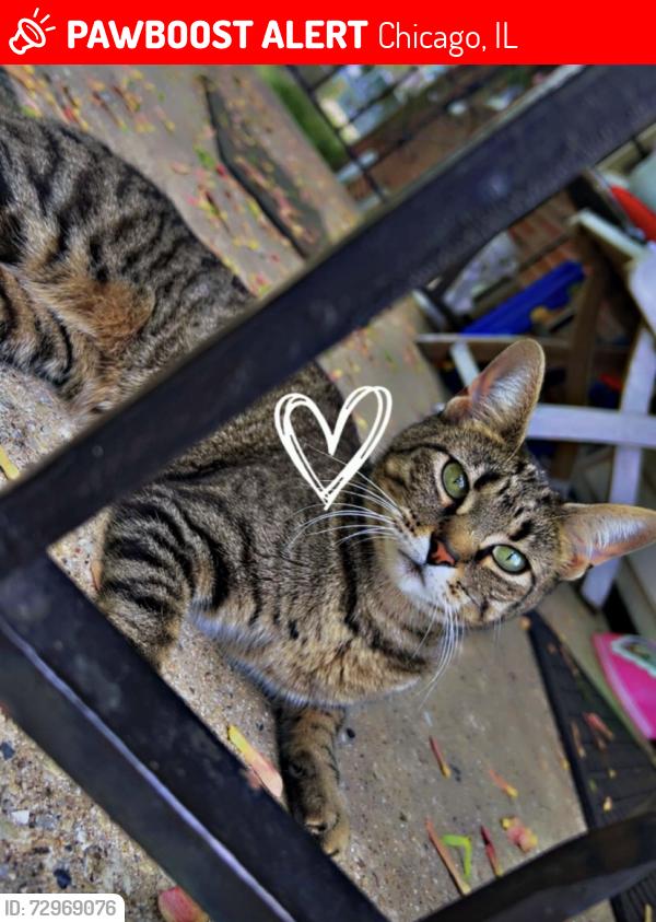 Lost Female Cat last seen Roscoe St and Lowell, Chicago, IL 60641