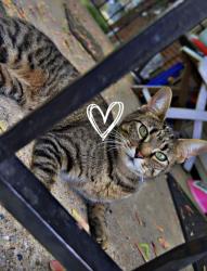 Lost Female Cat last seen Roscoe St and Lowell, Chicago, IL 60641