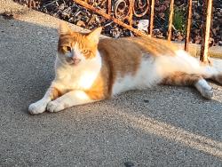Lost Male Cat last seen Near North Ave and Kimball , Chicago, IL 60651