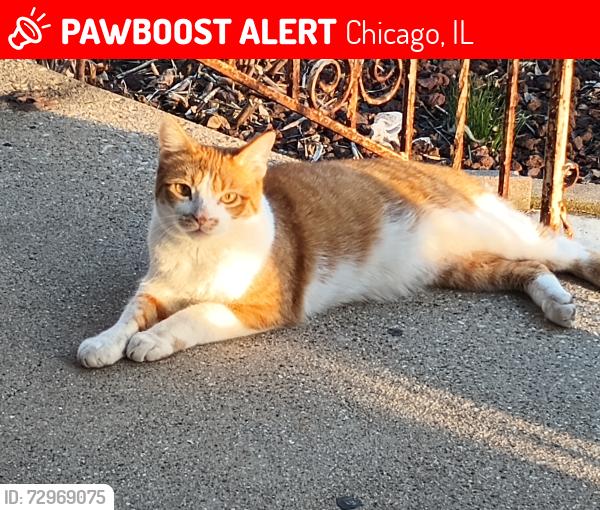 Lost Male Cat last seen Near North Ave and Kimball , Chicago, IL 60651