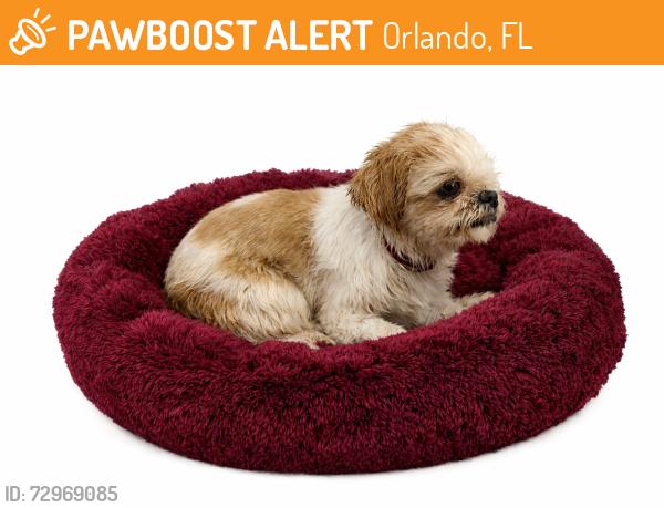 Found/Stray Female Dog last seen Pengrove Pass and Westmoor Bend, Orlando, FL 32835