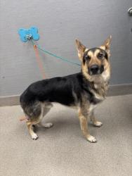 Shelter Stray Male Dog last seen , Las Vegas, NV 89101