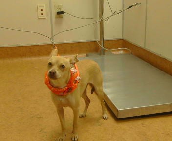 Shelter Stray Female Dog last seen WATT AVE/ ARDEN WAY, 95825, Sacramento, CA 95827