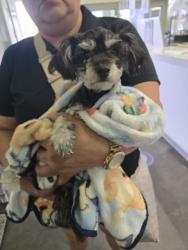 Shelter Stray Female Dog last seen , Los Angeles, CA 90047