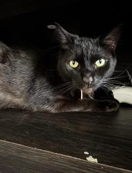 Lost Male Cat last seen Chaisson, San Clemente, CA 92672