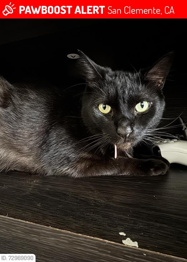 Lost Male Cat last seen Chaisson, San Clemente, CA 92672