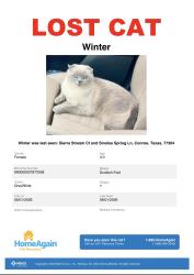 Lost Female Cat last seen Sinaloa Spring Ln and Sierra Stream Ct, Conroe, TX 77304