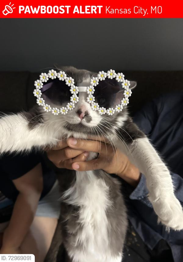 Lost Male Cat last seen La luz de mundo , Kansas City, MO 64126