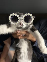 Lost Male Cat last seen La luz de mundo , Kansas City, MO 64126