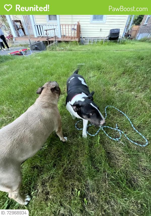 Reunited Male Dog last seen Ernest Brazill and S. Grant, Tacoma, WA 98405