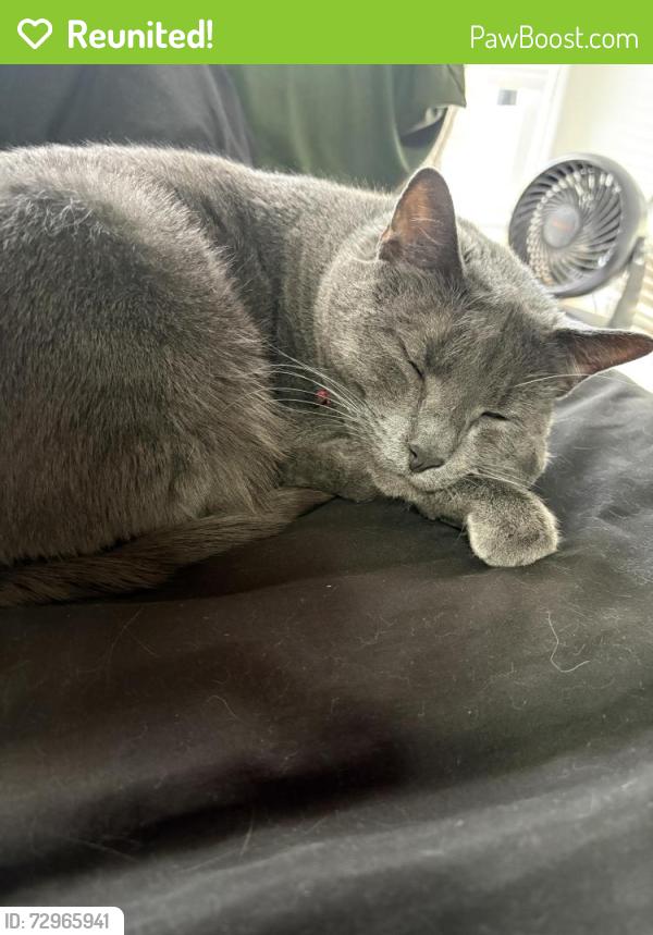 Reunited Male Cat last seen Canyon Cove Dr, Springville, UT 84663, USA, Springville, UT 84663