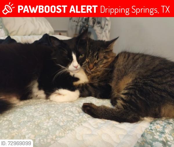 Lost Female Cat last seen Bell springs , Dripping Springs, TX 78620